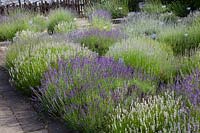 Lavender in the garden, Lavandula 