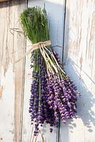 Bunch of freshly cut lavender, Lavandula angustifolia Hidcote Blue 