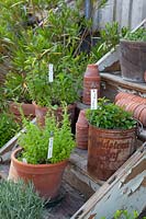 Pots with mint, Mentha 