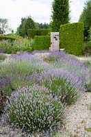 Lavender in the garden, Lavandula 