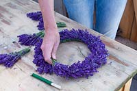 Make a wreath of lavender, Lavandula ngustifolia Hidcote Blue 