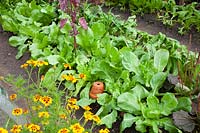 Endive in August, Cichorium endivia Green Escorial 