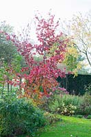 Flowering dogwood in October, Cornus florida 