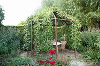 Seating area in an arbor with pear espalier, Pyrus domestica 