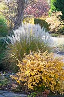 False hazel and Chinese silver grass in autumn, Corylopsis pauciflora, Miscanthus sinensis 