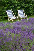 Seating in the lavender garden, Lavandula 