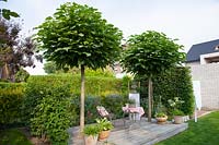 Seating area under two ball trees, Catalpa bignonioides Nana 