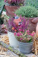 Winter heather and bell heather in pots, Erica carnea, Daboecia cantabrica 