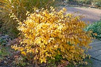 False hazel in autumn, Corylopsis pauciflora 