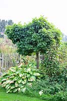 Globe oak, Quercus palustris Green Dwarf 