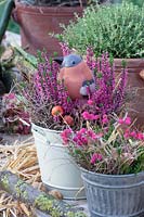 Winter heather and bell heather in pots, Erica carnea, Daboecia cantabrica 