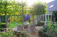 Seating area under espalier linden trees, Tilia cordata 