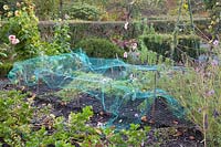 Vegetable garden in autumn 