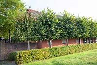 Lime espalier in front of the house, Tilia cordata 