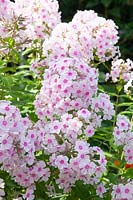 Phlox paniculata 