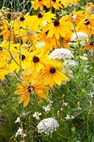 Coneflower and Ammi majus, Rudbeckia hirta Indian Summer 