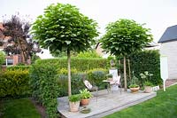 Seating area under two ball trees, Catalpa bignonioides Nana 