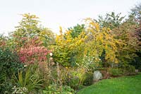 Autumn bed with ornamental apple, Malus Golden Hornet 