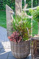 Basket planted with fountain grass and Heuchera, Pennisetum 