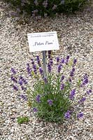 Young lavender plant, Lavandula angustifolia Peter Pan 