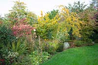 Autumn bed with ornamental apple, Malus Golden Hornet 