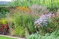 Prairie bed, Aster frikartii Mönch, Achnatherum brachytricha, Sanguisorba officinalis Tanna 