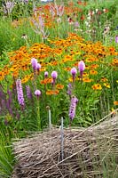 Prairie bed with Sneezeweed and Blazing Star, Helenium, Liatris spicata 