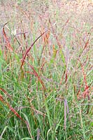 Switchgrass, Panicum virgatum Shenandoah 