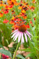 Peacock butterfly on a coneflower, Aglais io 