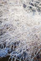 Switchgrass in frost, Panicum virgatum 