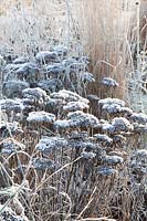 Stonecrop and grasses in frost, Sedum 