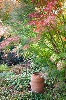 Maple in autumn, Acer palmatum 