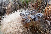 Stonecrop and Prairie Dropseed in Frost, Sedum, Sporobolus heterolepis, Stonecrop and Prairie Dropseed in Frost, Sedum, Sporobolus heterolepis 