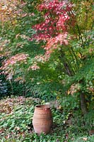 Maple in autumn, Acer palmatum 