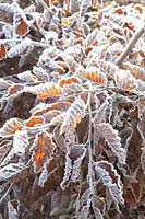 Hornbeam in frost, Carpinus betulus 