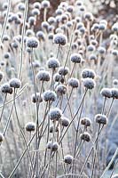 Seed heads of the Indian nettle in frost, Monarda 