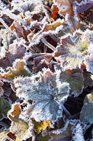 Heuchera in frost 