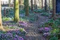 Winter cyclamen as ground cover, Cyclamen coum 