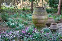 Underplanting with snowdrops and winter cyclamen, Galanthus, Cyclamen coum 
