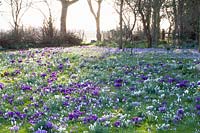 Crocus meadow with Crocus tommasinianus Ruby Giant, Crocus tommasinianus x vernus Yalta, Crocus vernus Jeanne d'Arc 