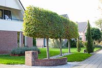 Linden tree hedge in the front garden, Tilia cordata 