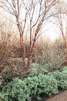 Bed in winter with Acer griseum, Viburnum bodnantense and Euonymus 