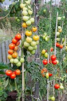 Tomatoes in the vegetable garden 