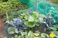 Protective net for cabbage and zucchini 