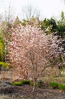 March cherry, Prunus incisa praecox 