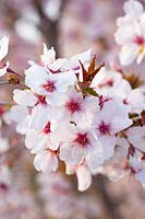 Flowers of the March cherry, Prunus incisa The Bride 