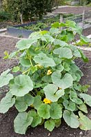 Pumpkin plants on the trellis 