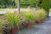 Fountain grass in pots along a driveway, Pennisetum alopecuroides Red Head 