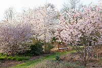 Seating area with ornamental cherries, Prunus incisa The Bride, Prunus yedoensis, Prunus subhirtella Accolade 