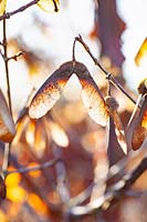 Seed pods of cinnamon maple in winter, Acer griseum 